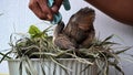 feeding and drinking turtledove pigeon young baby bird Royalty Free Stock Photo