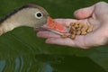 Feeding the Duck Royalty Free Stock Photo