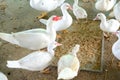 Feeding the ducks in farm