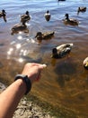 feeding ducks Royalty Free Stock Photo