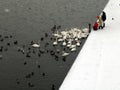 Feeding ducks and swans Royalty Free Stock Photo