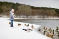 Feeding ducks at winter Royalty Free Stock Photo