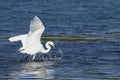 Feeding Egret Royalty Free Stock Photo