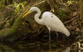 Feeding Egret