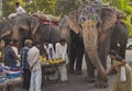Feeding the elephants Royalty Free Stock Photo