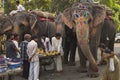 Feeding elephants in India