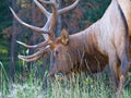 Feeding Elk Royalty Free Stock Photo