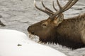 Feeding Elk on river in Yellowstone National Park Royalty Free Stock Photo