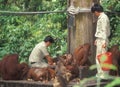 Feeding the endangered Orang Utans at Sepilok Royalty Free Stock Photo