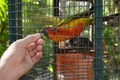 Feeding an exotic colored parrot with hands through the bird cage. Orange parrot eats sunflower seed from the hand of a man Royalty Free Stock Photo