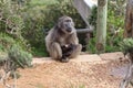 Feeding female monkey Royalty Free Stock Photo