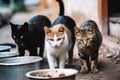 Feeding Feral Felines: Volunteers Offering Support to Stray Cats, generative AI