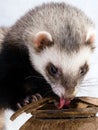 Feeding ferret Royalty Free Stock Photo