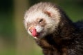 Feeding ferret