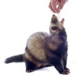 Feeding ferret Royalty Free Stock Photo