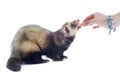 Feeding ferret Royalty Free Stock Photo