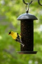 Feeding finch Royalty Free Stock Photo