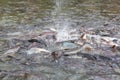 Feeding fish in Bangkok river Royalty Free Stock Photo