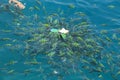 Feeding fish in a tropical sea at Phi Phi island in Krabi Royalty Free Stock Photo