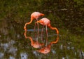 Galapagos Flamingo Reflection