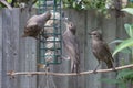 Feeding fledgling starlings