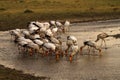Feeding Flock of Spoonbills Royalty Free Stock Photo