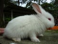 Feeding a fluffy bunny with carrot strip