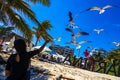 Feeding flying seagull bird seagull birds blue sky background Mexico