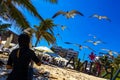 Feeding flying seagull bird seagull birds blue sky background Mexico