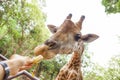 Feeding food to giraffe
