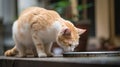 Feeding food to hungry chubby lovely cat or pet and stand up to waiting, generative ai