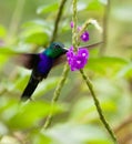 A feeding Fork-tailed Woodnymph Royalty Free Stock Photo