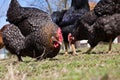 Feeding the freerange chickens Royalty Free Stock Photo