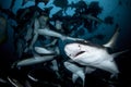 Close up photo of banded hound shark in feeding frenzy Royalty Free Stock Photo