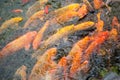 Feeding frenzy at a koi pond Royalty Free Stock Photo