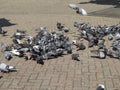 Feeding frenzy on promenade Royalty Free Stock Photo