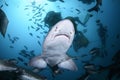 Feeding Frenzy of Schools of Banded Hound Shark in Blue Waters of Japan