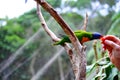 Feeding a friendly Lorikeet parrot in Australia.