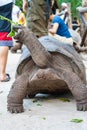 Feeding Galapagos turtle