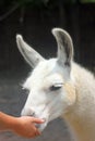 Feeding a gentle Llama Royalty Free Stock Photo