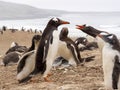 Feeding Gentoo puppies, Pygoscelis papua, Sounder Island, Falkland Islands-Malvinas