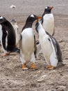 Feeding Gentoo puppies, Pygoscelis papua, Sounder Island, Falkland Islands-Malvinas