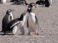 Feeding Gentoo puppies, Pygoscelis papua, Sounders Island, Falkland Islands-Malvinas