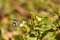 Feeding Geranium Bronze Butterfly Cacyreus marshalli