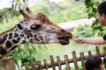 Feeding Giraffe Carrots in Zoo