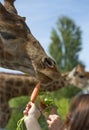 Feeding a giraffe in safari park Royalty Free Stock Photo