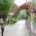 Feeding of giraffe, Safari Park Taigan, Crimea.