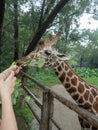 Tourists feeding giraffes Royalty Free Stock Photo