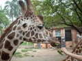 Tourists feeding giraffes Royalty Free Stock Photo