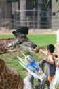 Feeding giraffe